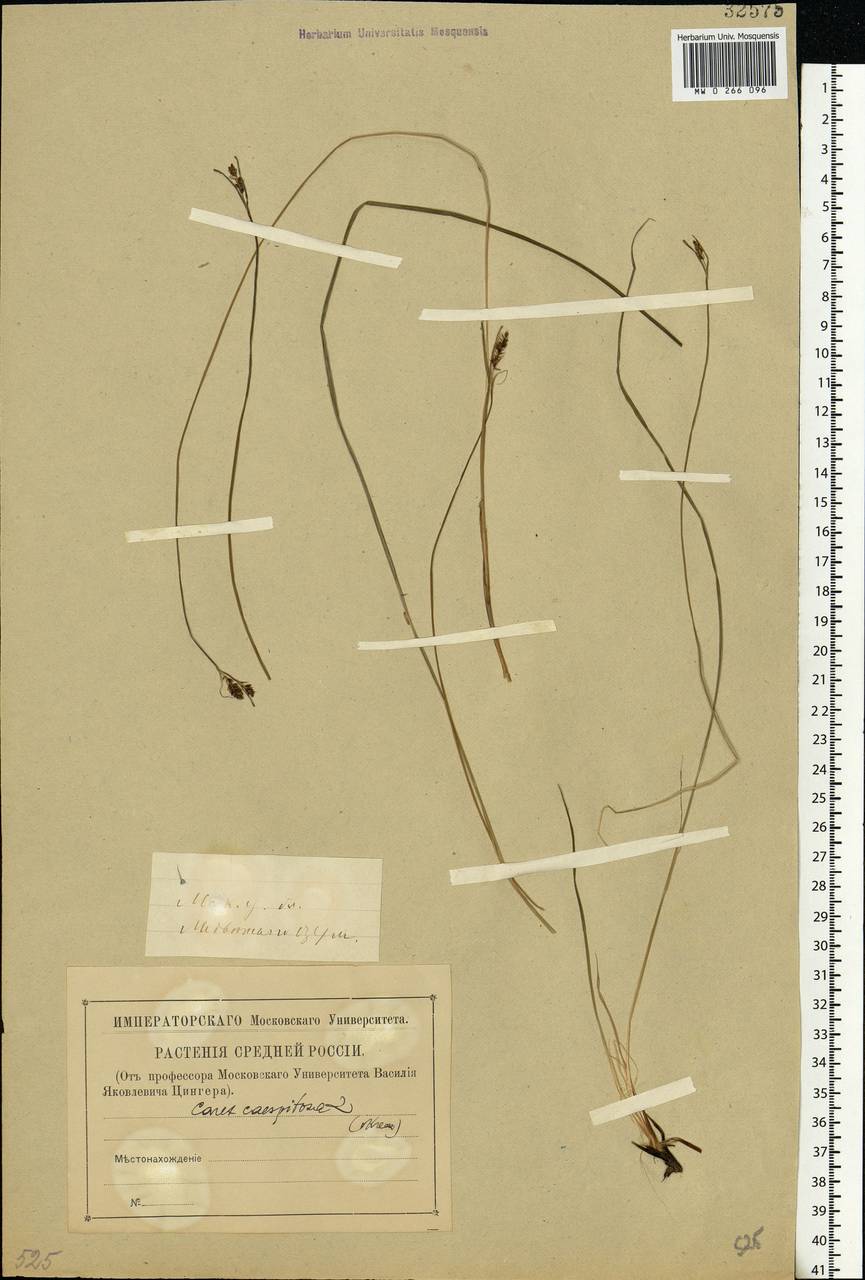 Carex cespitosa L., Eastern Europe, Moscow region (E4a) (Russia)