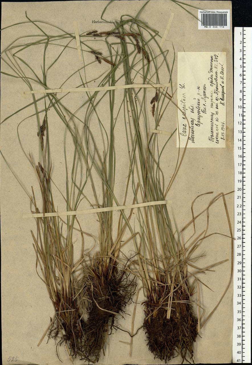 Carex cespitosa L., Eastern Europe, Moscow region (E4a) (Russia)