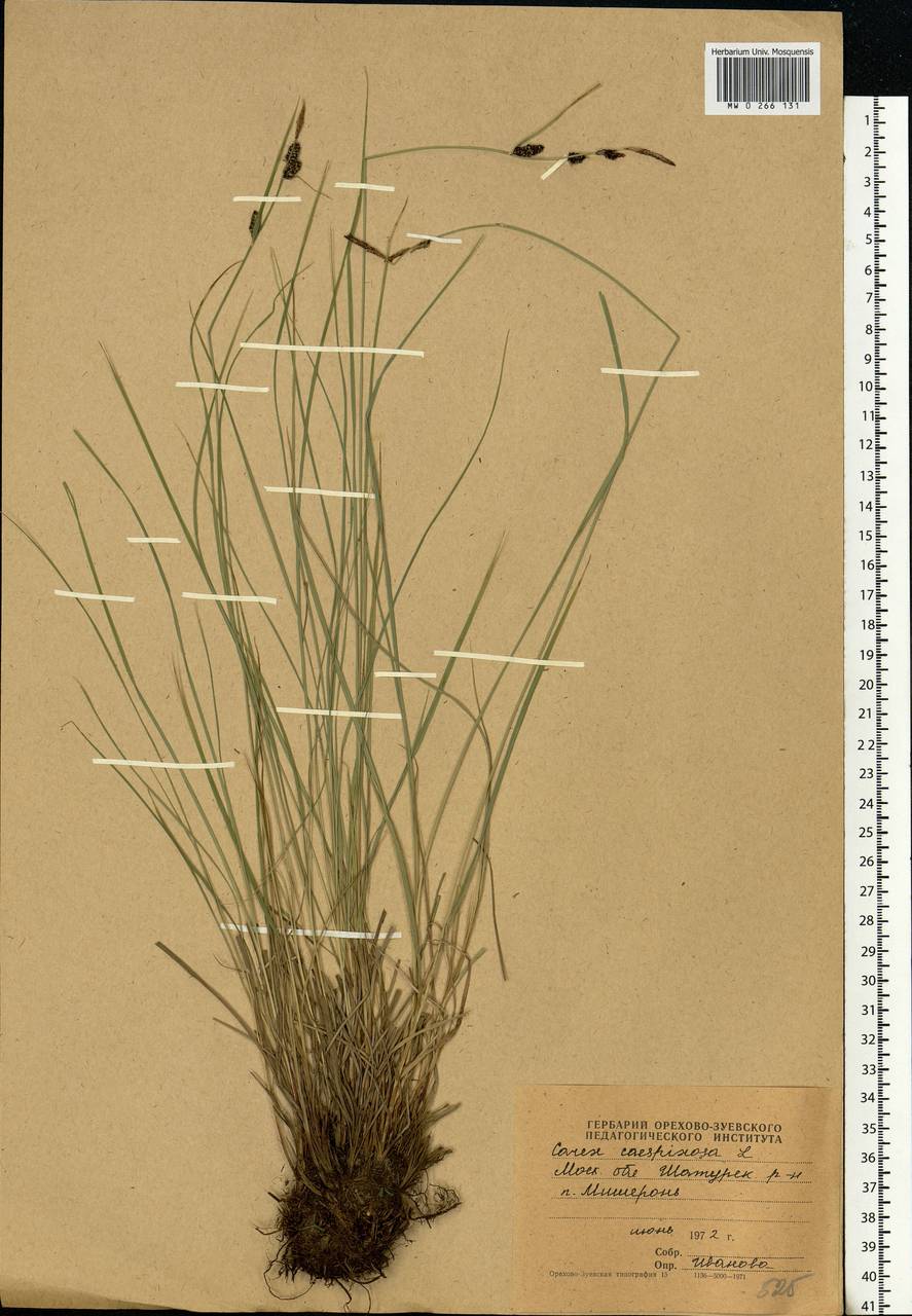 Carex cespitosa L., Eastern Europe, Moscow region (E4a) (Russia)