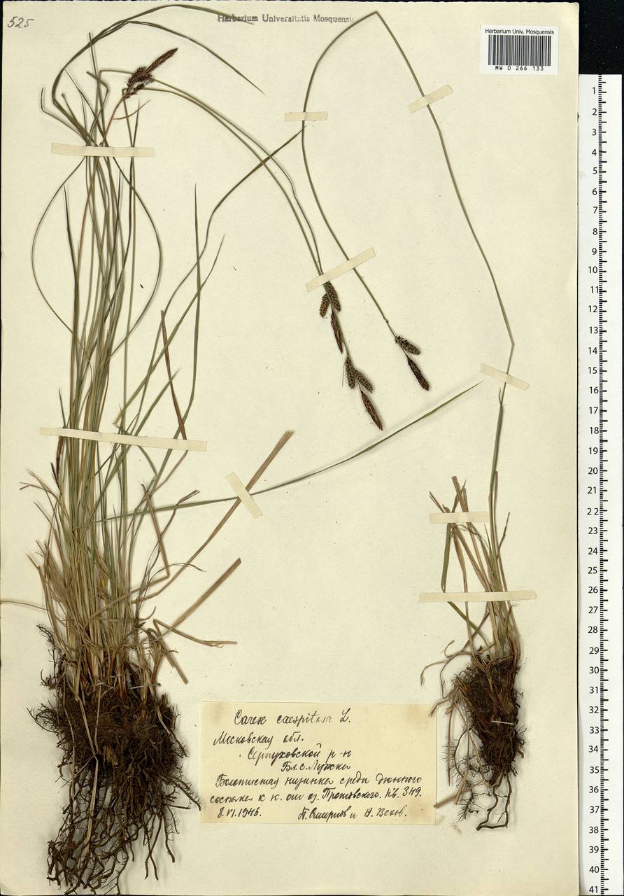 Carex cespitosa L., Eastern Europe, Moscow region (E4a) (Russia)