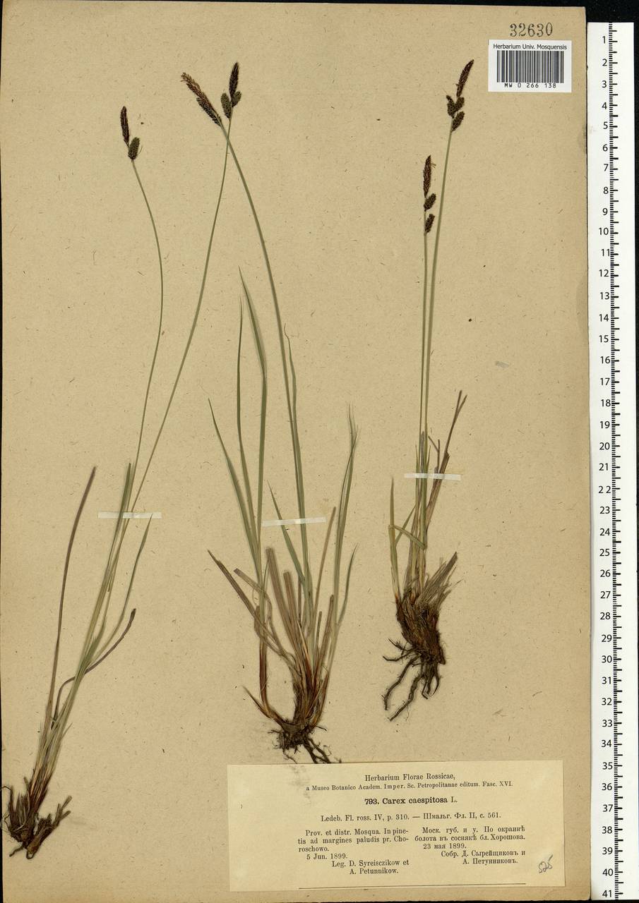 Carex cespitosa L., Eastern Europe, Moscow region (E4a) (Russia)