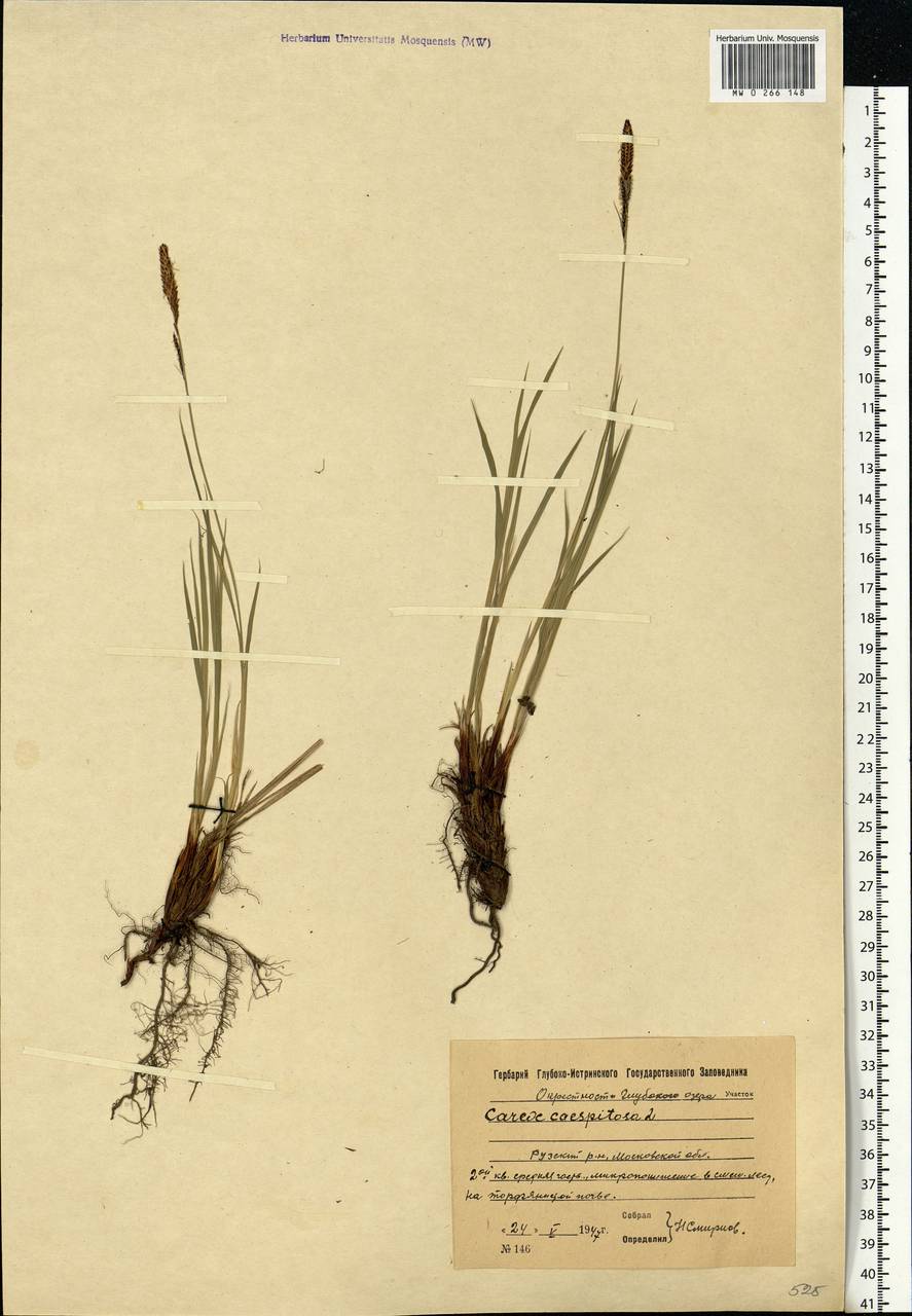 Carex cespitosa L., Eastern Europe, Moscow region (E4a) (Russia)