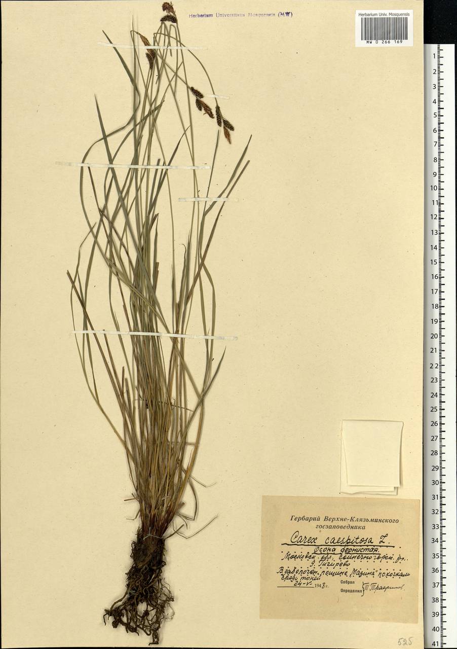 Carex cespitosa L., Eastern Europe, Moscow region (E4a) (Russia)