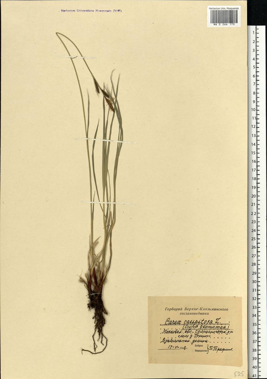 Carex cespitosa L., Eastern Europe, Moscow region (E4a) (Russia)