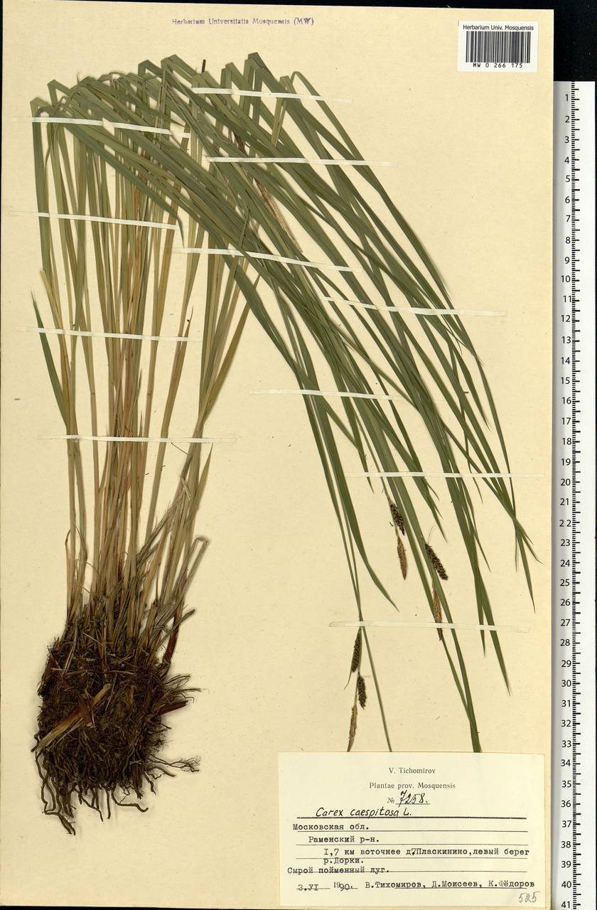 Carex cespitosa L., Eastern Europe, Moscow region (E4a) (Russia)