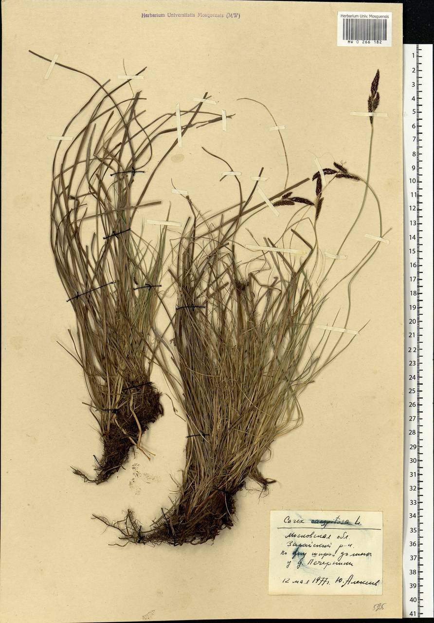 Carex cespitosa L., Eastern Europe, Moscow region (E4a) (Russia)