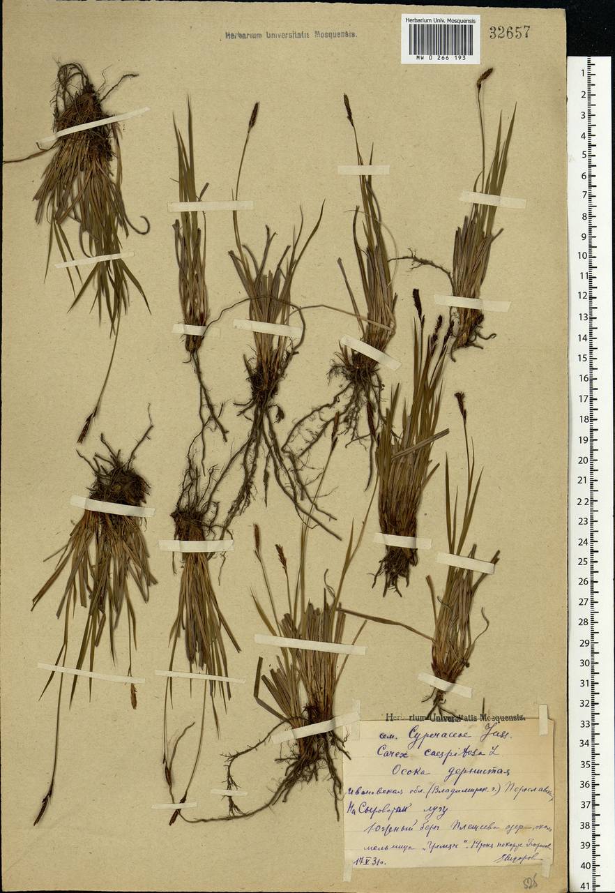 Carex cespitosa L., Eastern Europe, Central forest region (E5) (Russia)