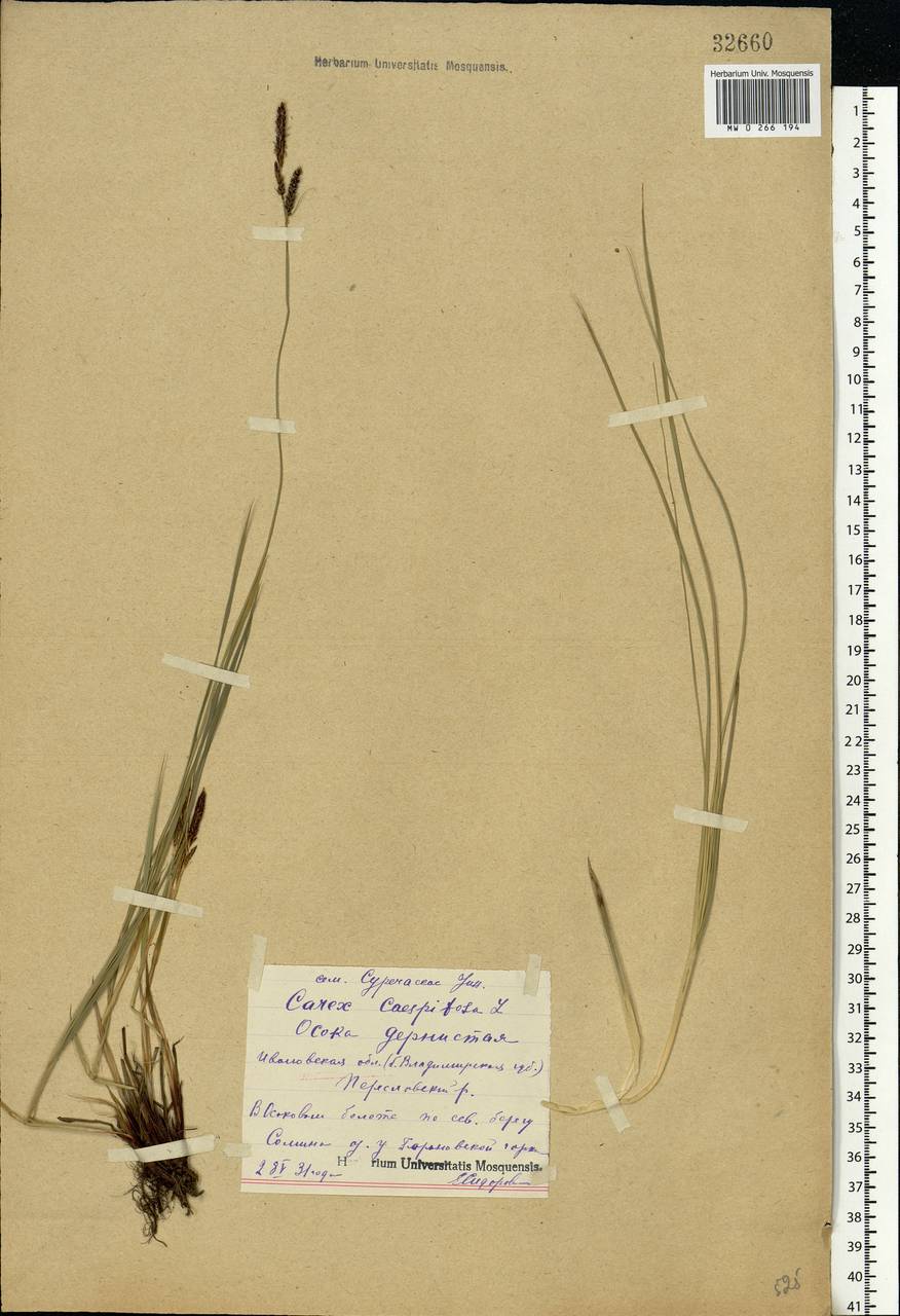 Carex cespitosa L., Eastern Europe, Central forest region (E5) (Russia)