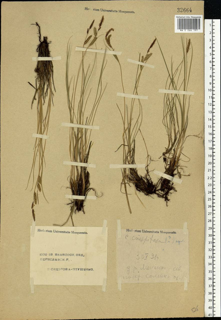 Carex cespitosa L., Eastern Europe, Central forest region (E5) (Russia)