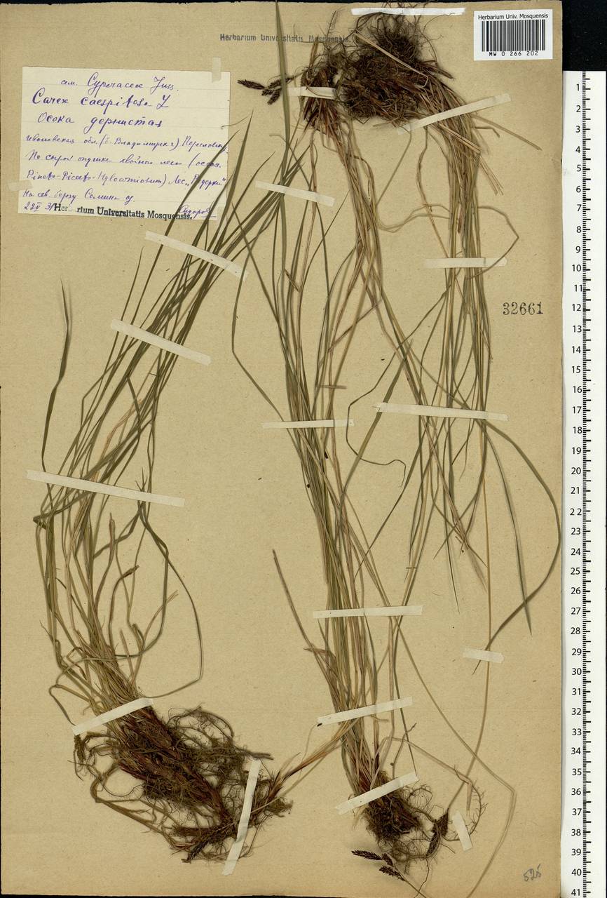 Carex cespitosa L., Eastern Europe, Central forest region (E5) (Russia)