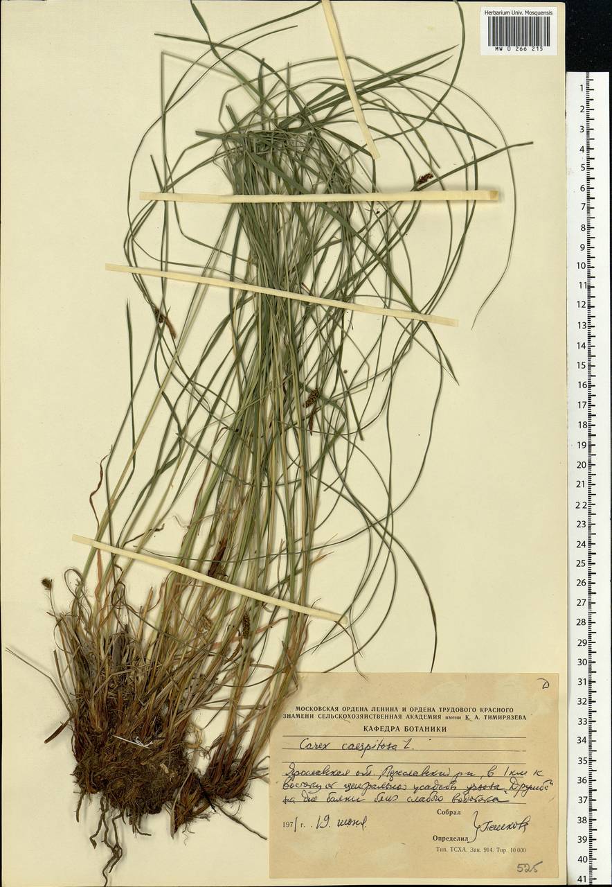 Carex cespitosa L., Eastern Europe, Central forest region (E5) (Russia)