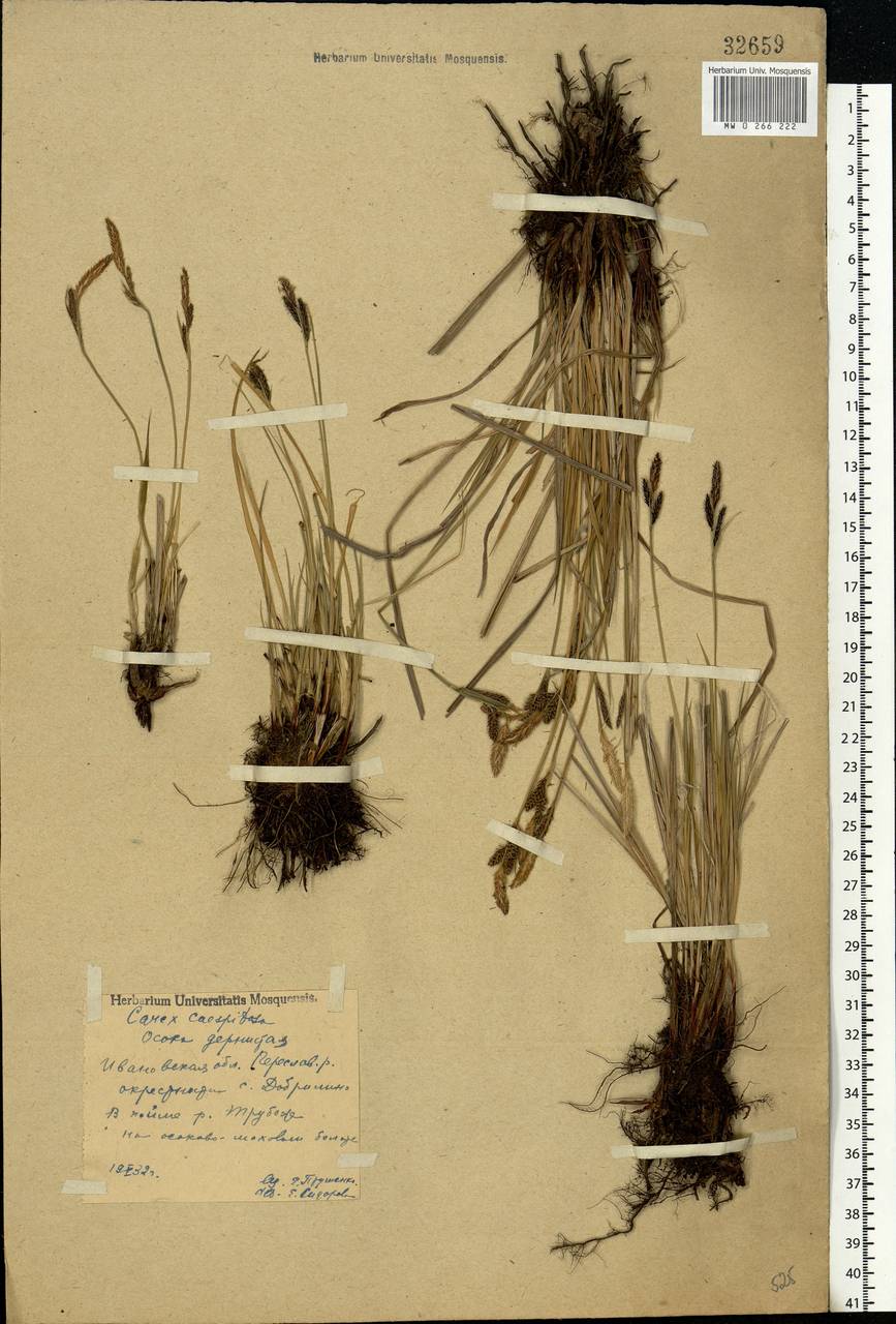 Carex cespitosa L., Eastern Europe, Central forest region (E5) (Russia)