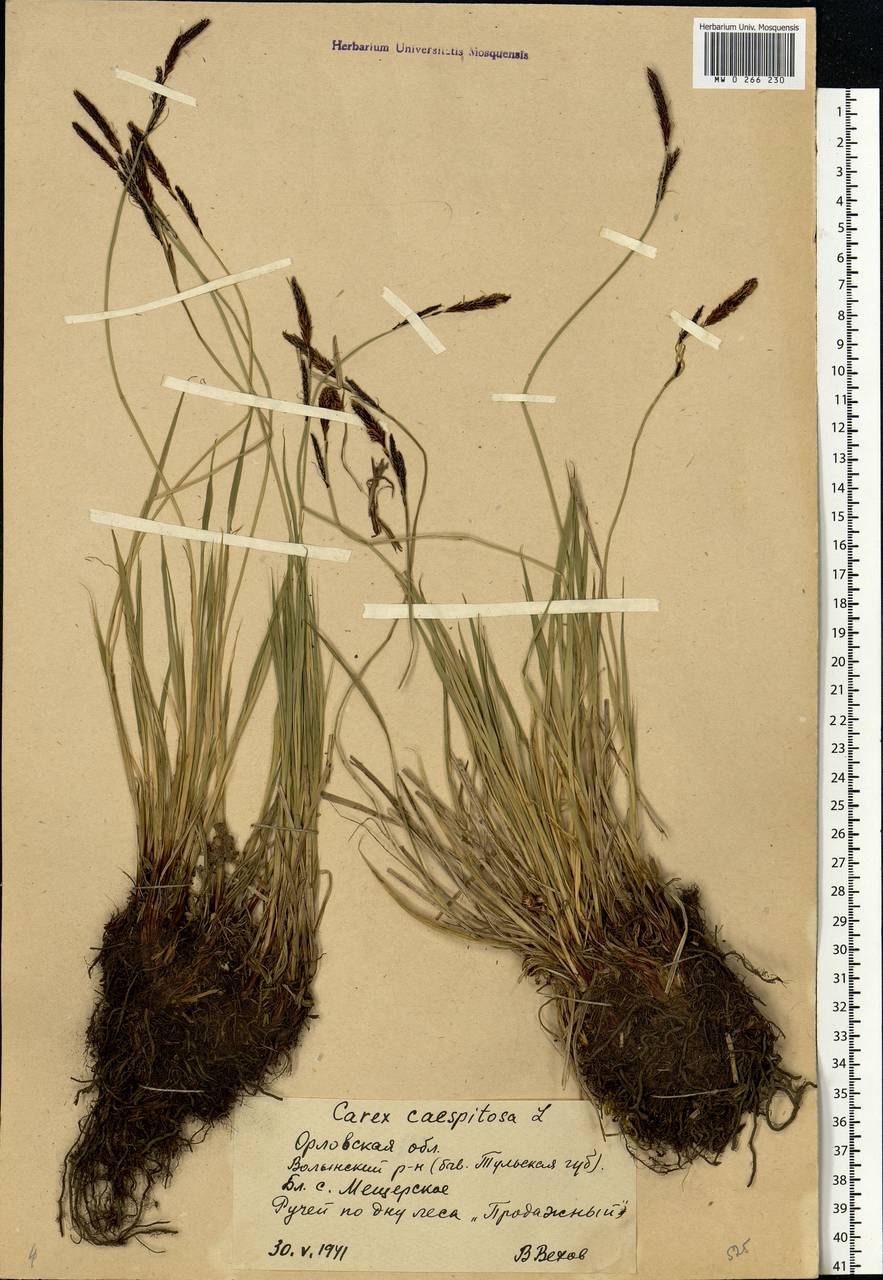 Carex cespitosa L., Eastern Europe, Central forest-and-steppe region (E6) (Russia)