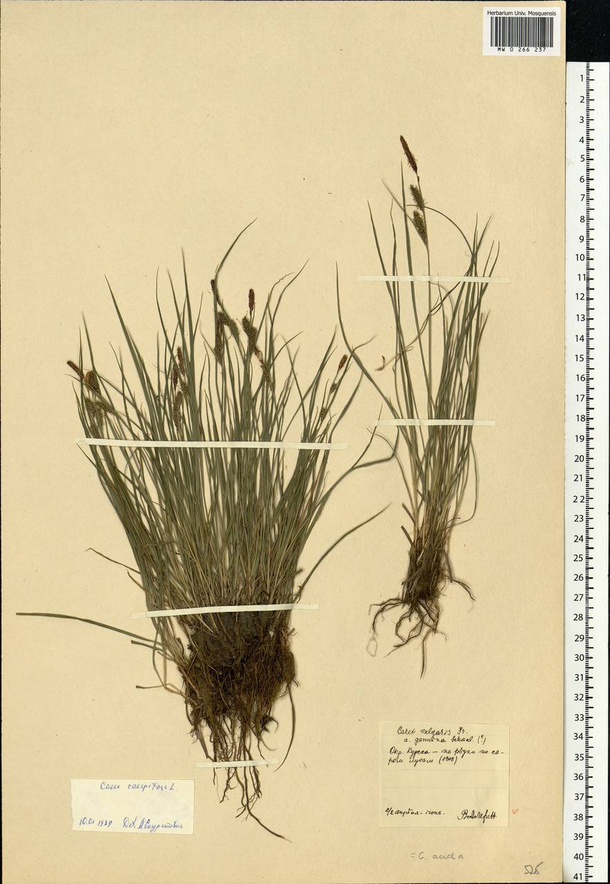 Carex cespitosa L., Eastern Europe, Central forest-and-steppe region (E6) (Russia)
