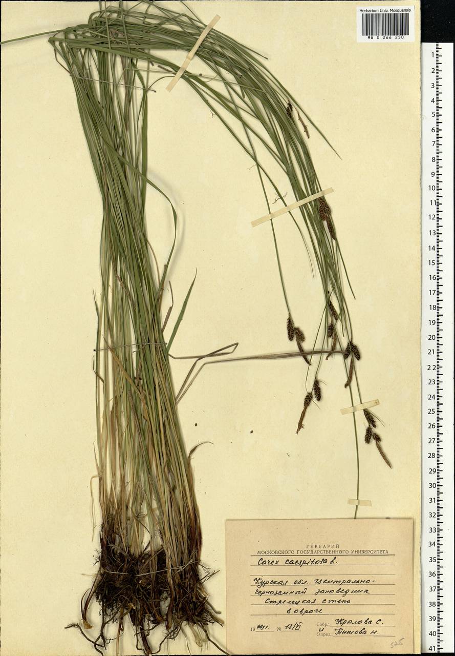 Carex cespitosa L., Eastern Europe, Central forest-and-steppe region (E6) (Russia)