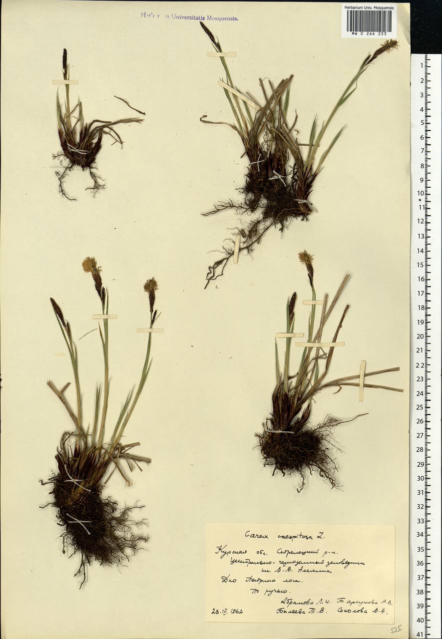 Carex cespitosa L., Eastern Europe, Central forest-and-steppe region (E6) (Russia)