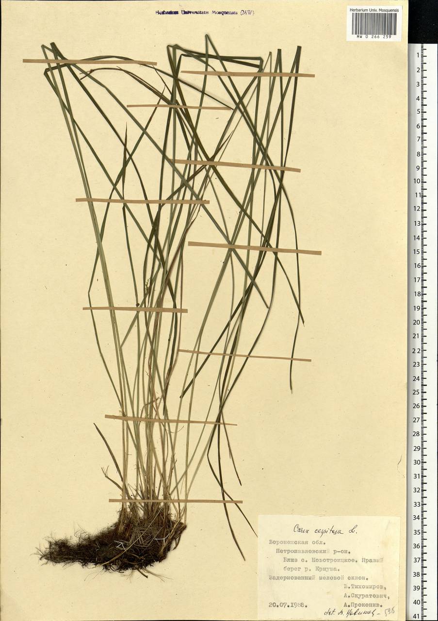 Carex cespitosa L., Eastern Europe, Central forest-and-steppe region (E6) (Russia)