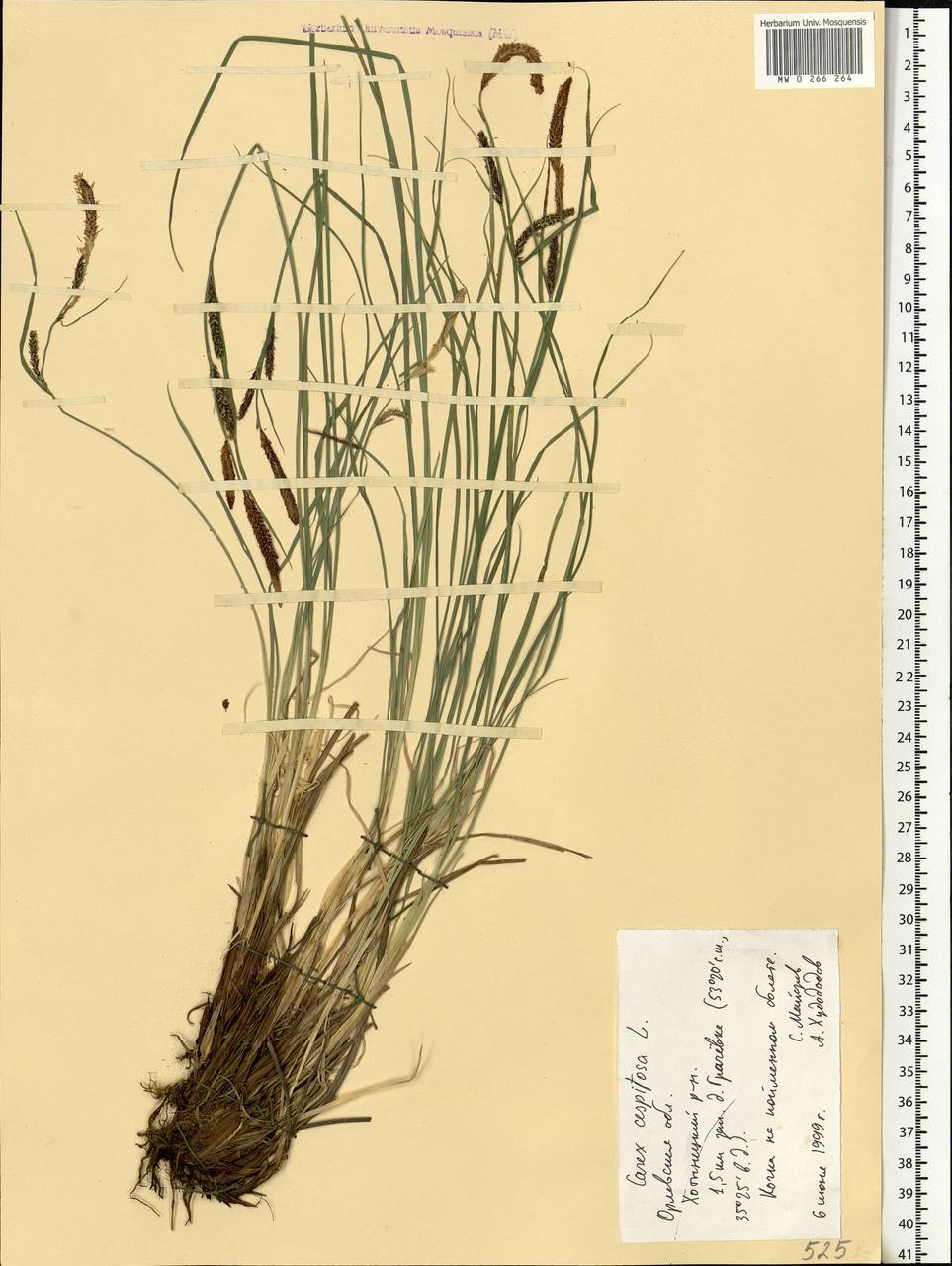 Carex cespitosa L., Eastern Europe, Central forest-and-steppe region (E6) (Russia)