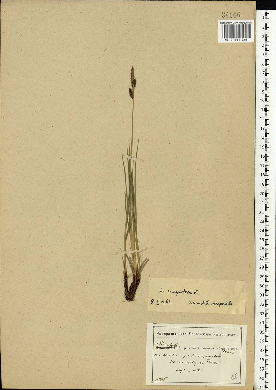 Carex cespitosa L., Eastern Europe, Central forest-and-steppe region (E6) (Russia)