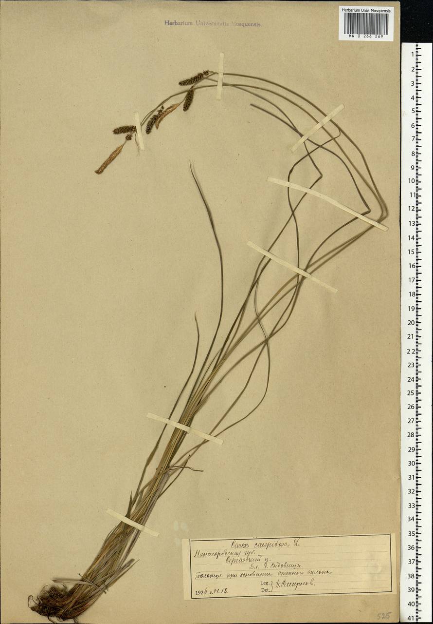 Carex cespitosa L., Eastern Europe, Volga-Kama region (E7) (Russia)