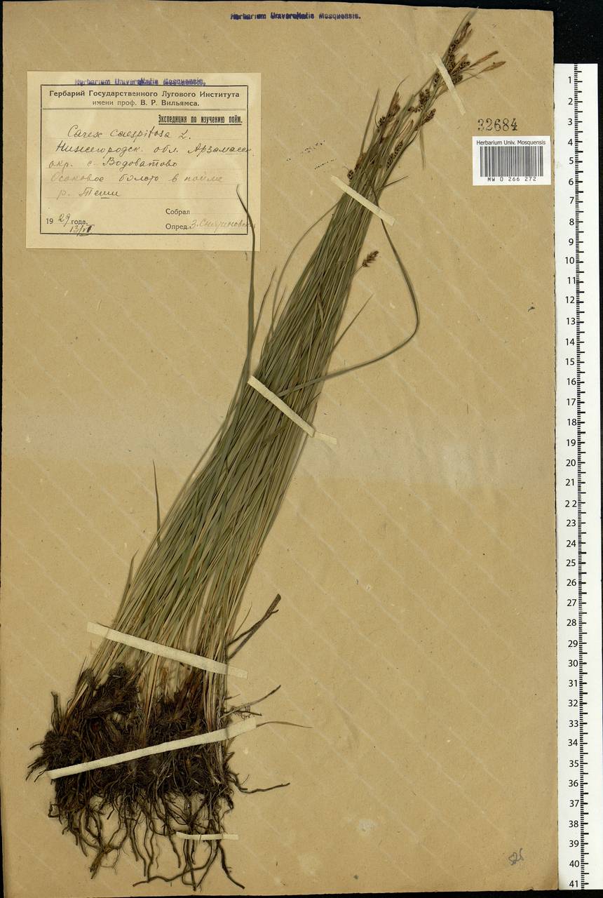 Carex cespitosa L., Eastern Europe, Volga-Kama region (E7) (Russia)