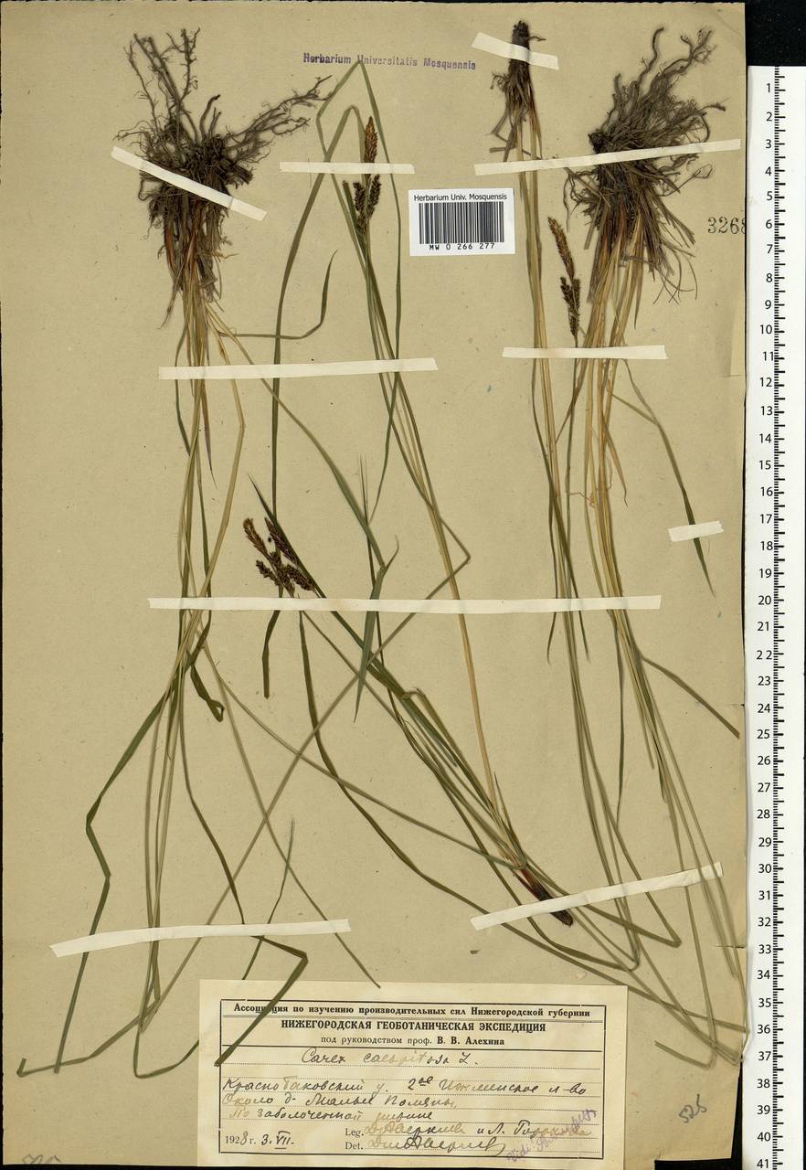 Carex cespitosa L., Eastern Europe, Volga-Kama region (E7) (Russia)