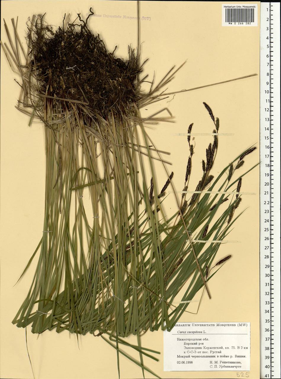 Carex cespitosa L., Eastern Europe, Volga-Kama region (E7) (Russia)