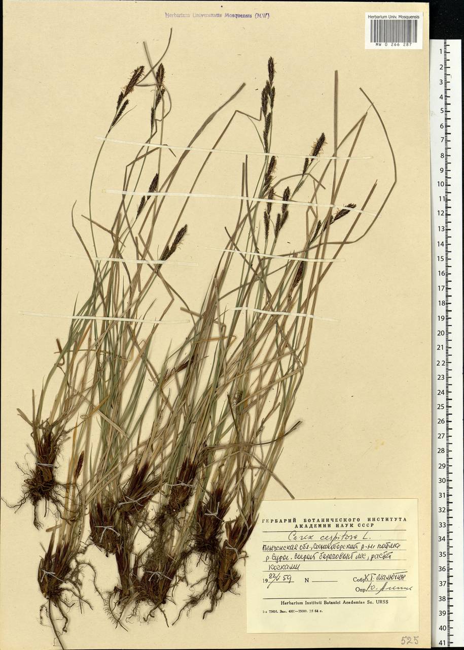 Carex cespitosa L., Eastern Europe, Middle Volga region (E8) (Russia)