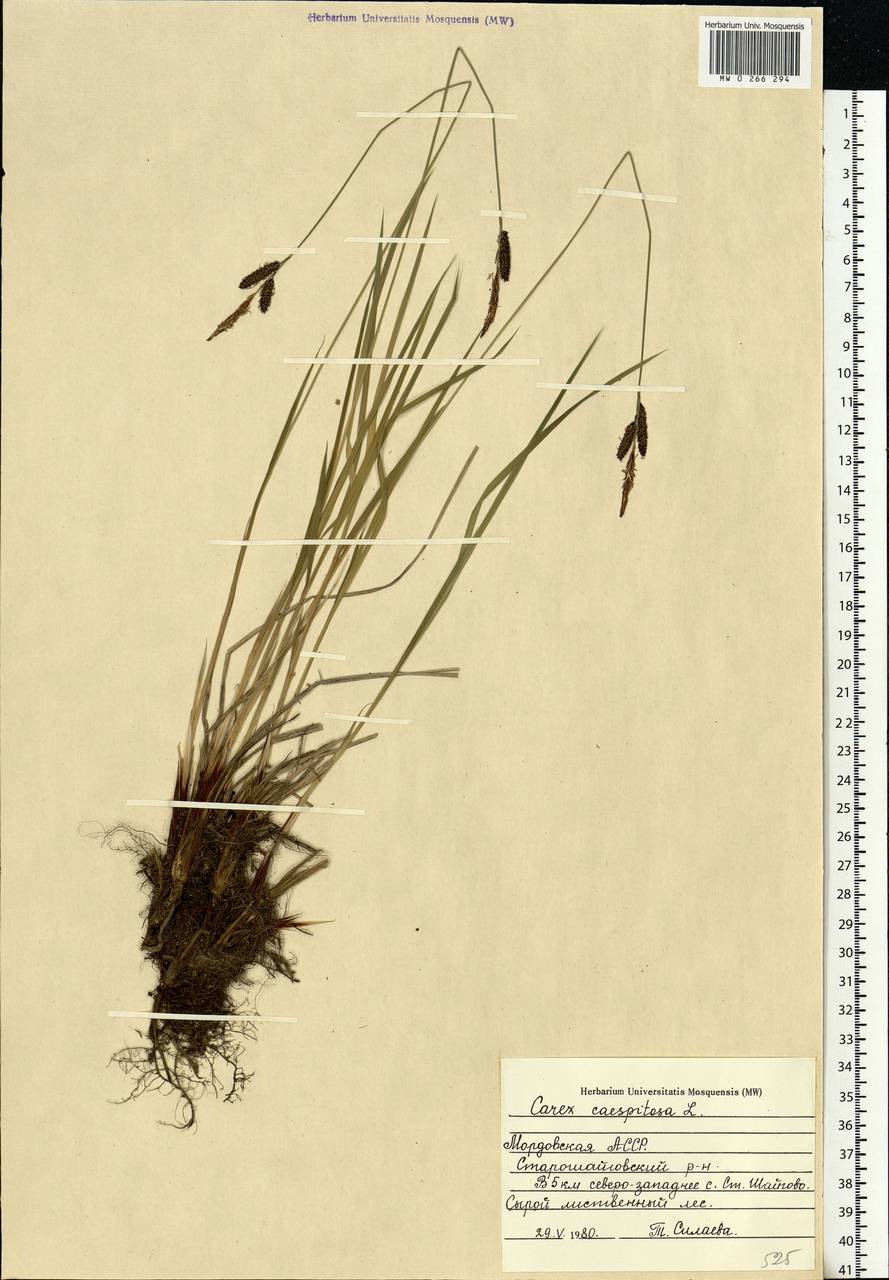 Carex cespitosa L., Eastern Europe, Middle Volga region (E8) (Russia)