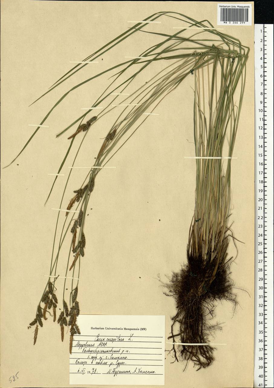 Carex cespitosa L., Eastern Europe, Middle Volga region (E8) (Russia)