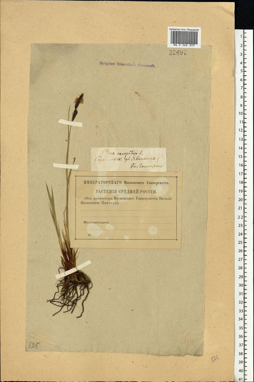 Carex cespitosa L., Eastern Europe, Lower Volga region (E9) (Russia)