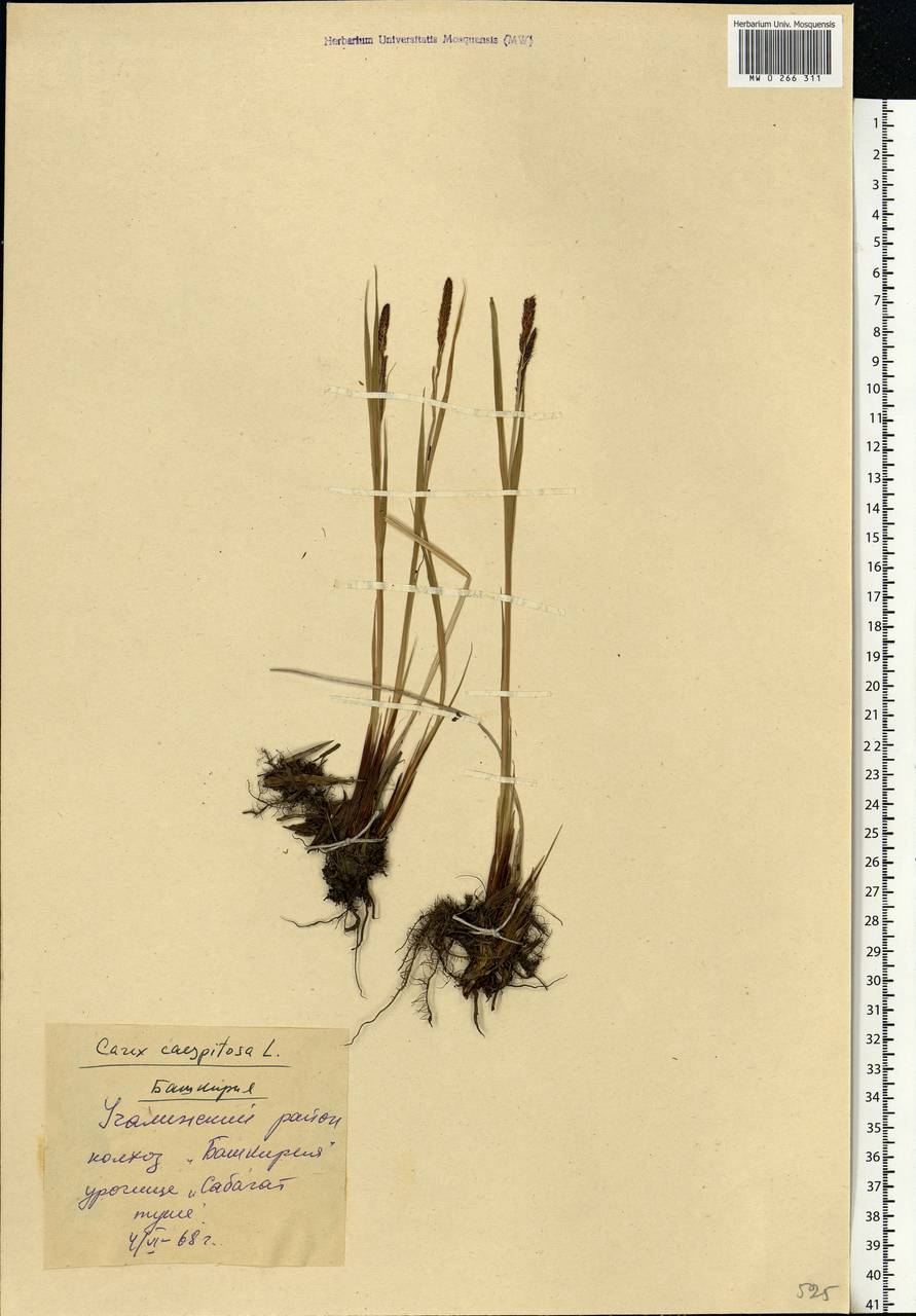 Carex cespitosa L., Eastern Europe, Eastern region (E10) (Russia)