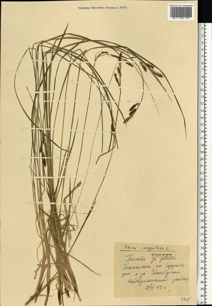 Carex cespitosa L., Eastern Europe, Eastern region (E10) (Russia)