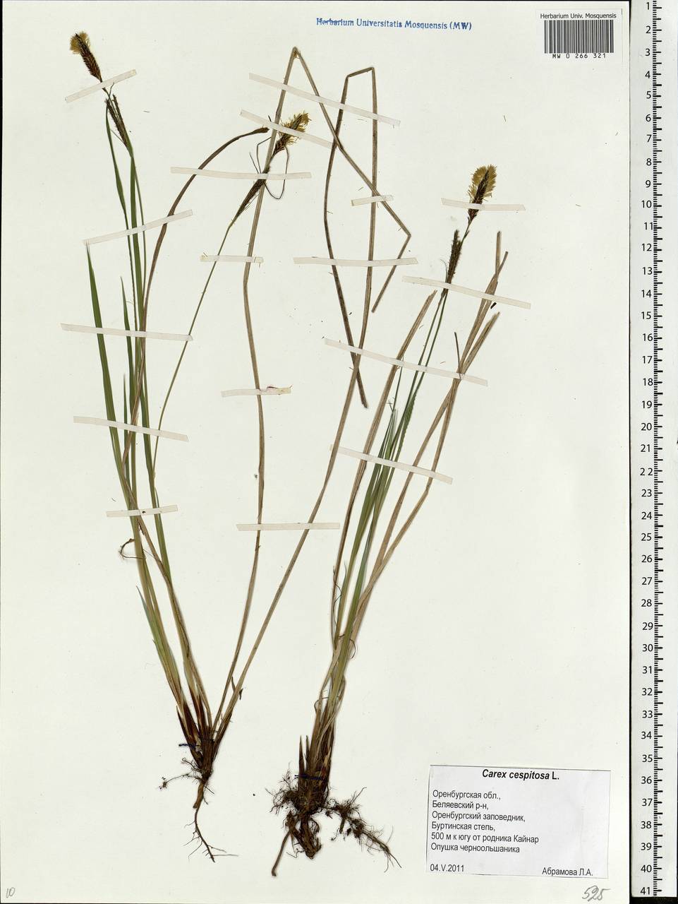 Carex cespitosa L., Eastern Europe, Eastern region (E10) (Russia)