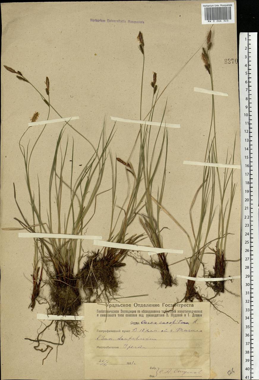 Carex cespitosa L., Eastern Europe, Eastern region (E10) (Russia)