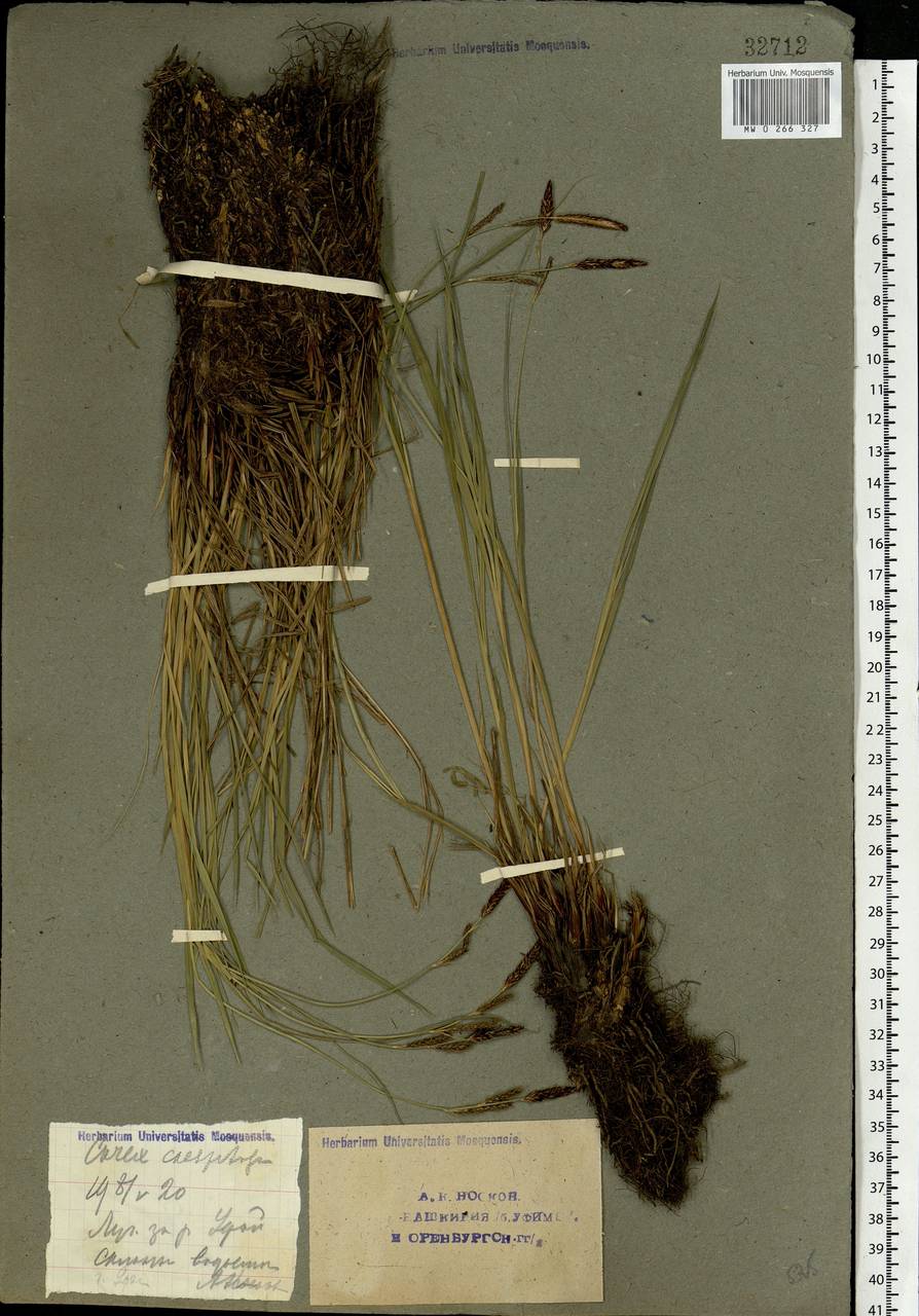Carex cespitosa L., Eastern Europe, Eastern region (E10) (Russia)