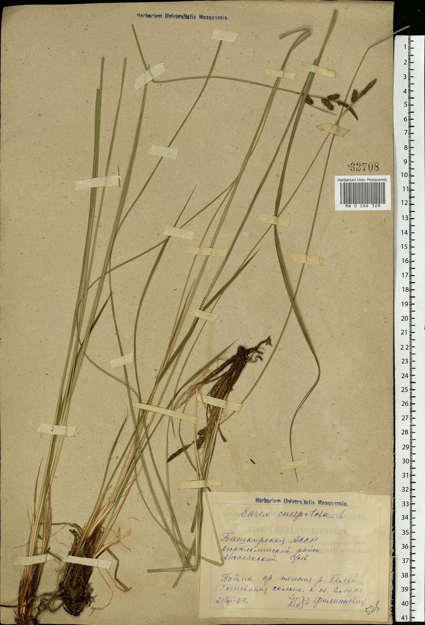 Carex cespitosa L., Eastern Europe, Eastern region (E10) (Russia)