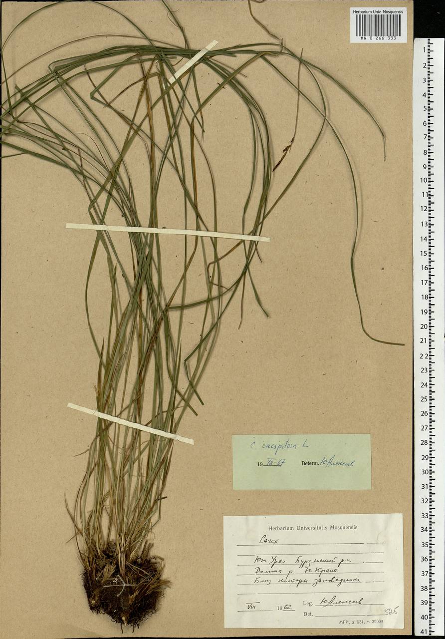 Carex cespitosa L., Eastern Europe, Eastern region (E10) (Russia)