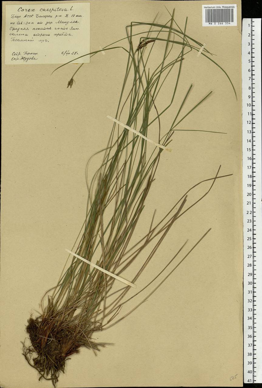 Carex cespitosa L., Eastern Europe, Eastern region (E10) (Russia)