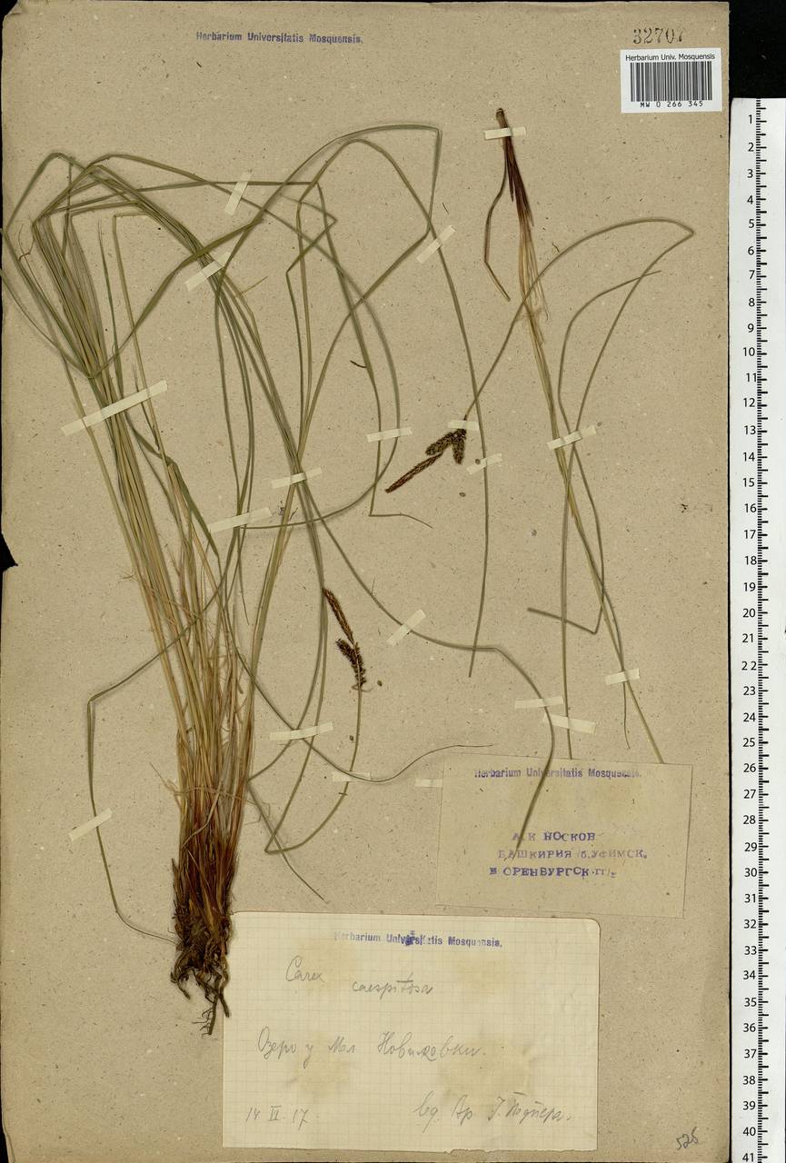 Carex cespitosa L., Eastern Europe, Eastern region (E10) (Russia)