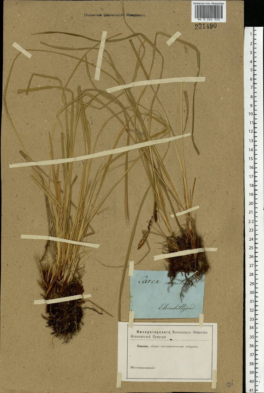 Carex cespitosa L., Eastern Europe, South Ukrainian region (E12) (Ukraine)