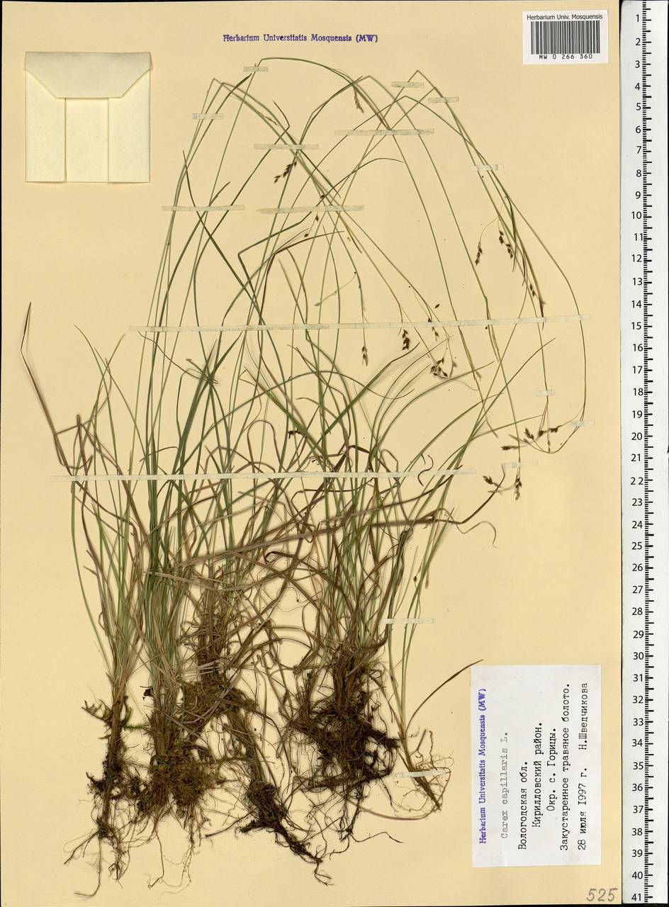 Carex capillaris L., Eastern Europe, Northern region (E1) (Russia)