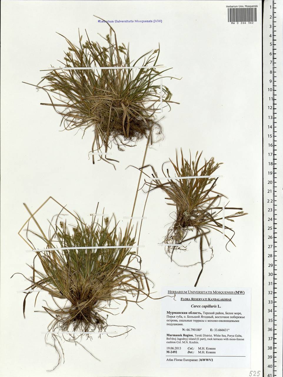 Carex capillaris L., Eastern Europe, Northern region (E1) (Russia)