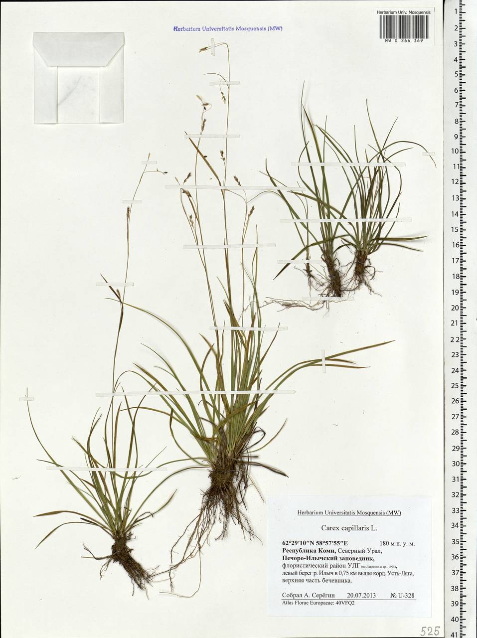 Carex capillaris L., Eastern Europe, Northern region (E1) (Russia)