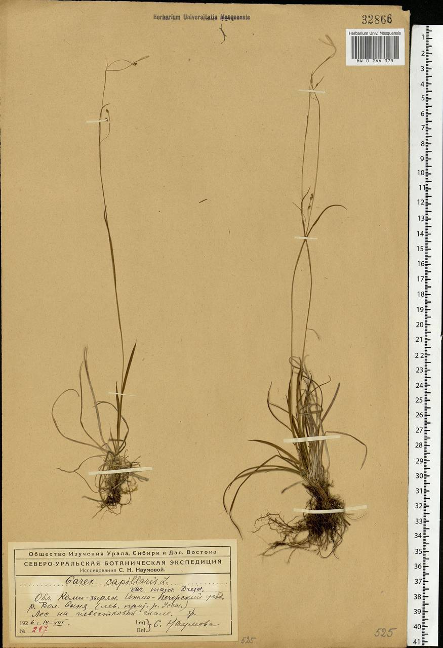 Carex capillaris L., Eastern Europe, Northern region (E1) (Russia)