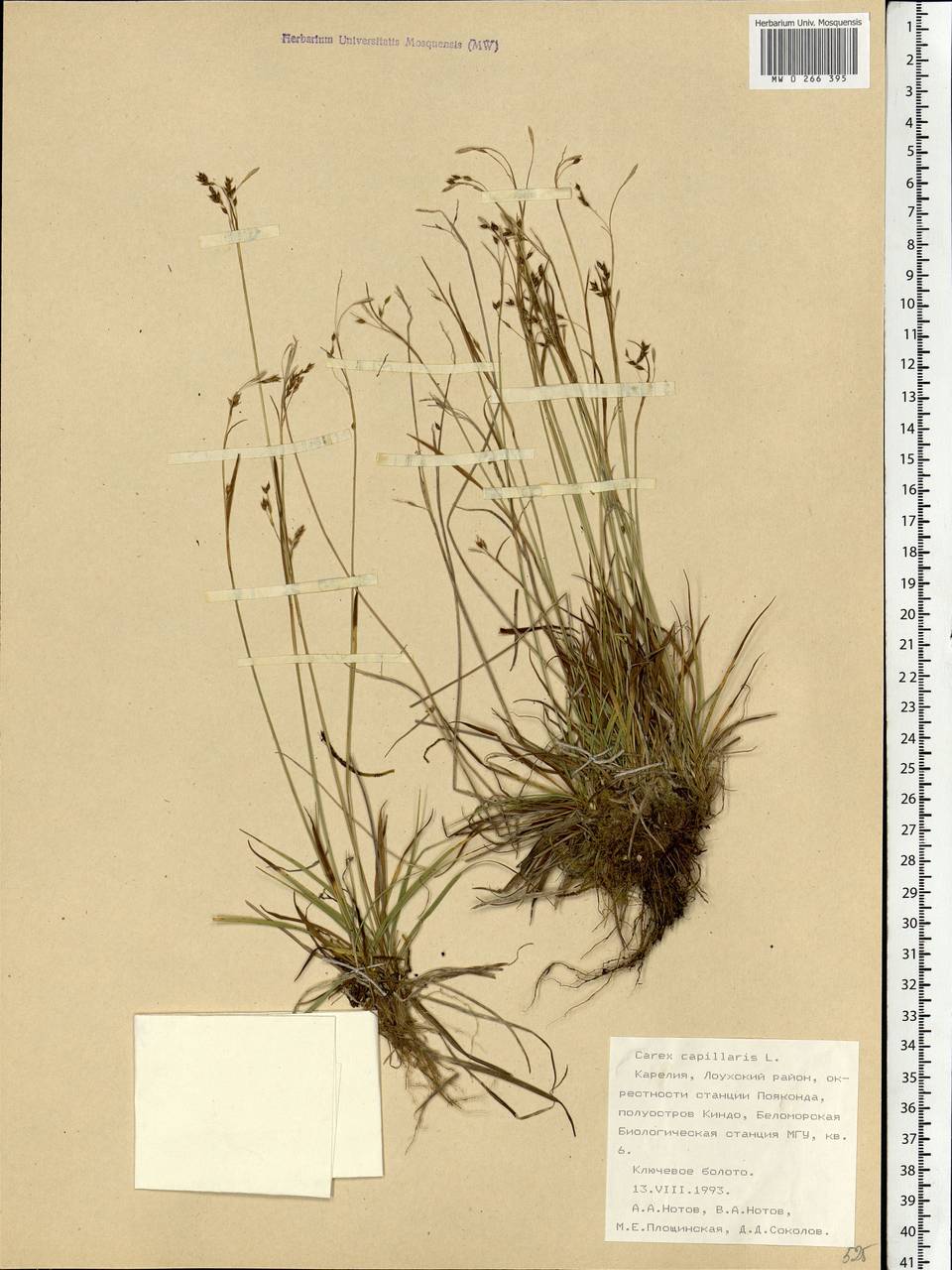 Carex capillaris L., Eastern Europe, Northern region (E1) (Russia)