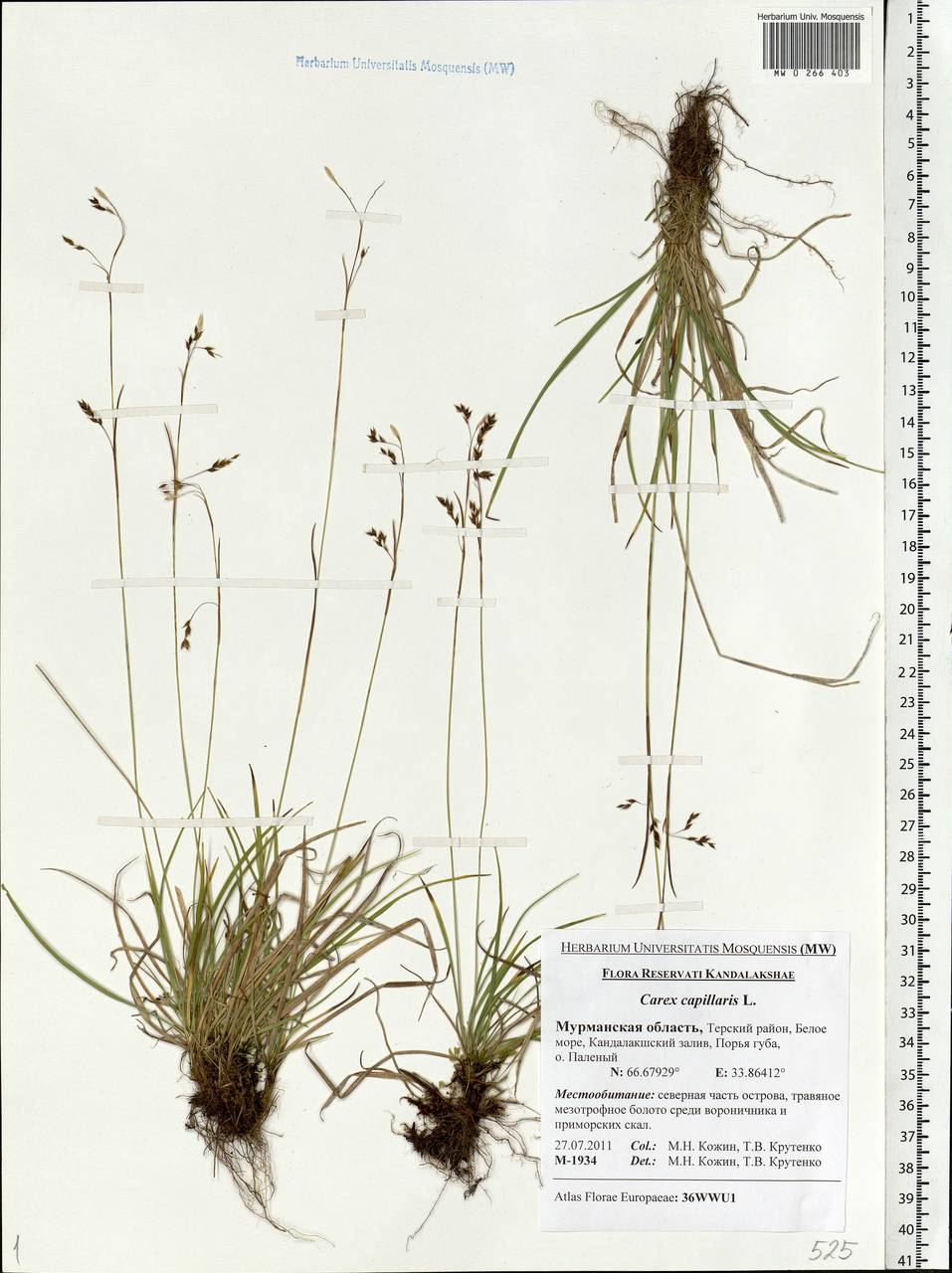 Carex capillaris L., Eastern Europe, Northern region (E1) (Russia)