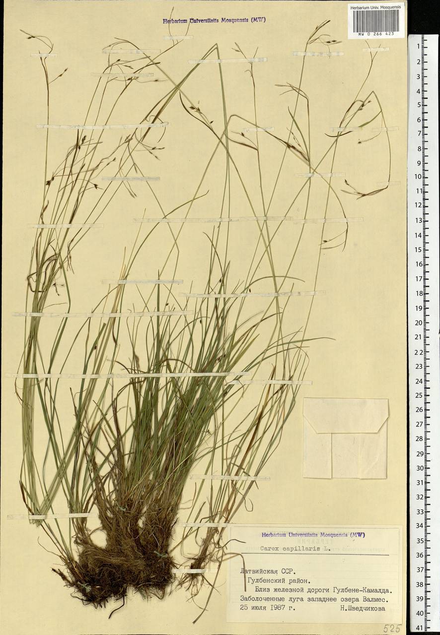 Carex capillaris L., Eastern Europe, Latvia (E2b) (Latvia)