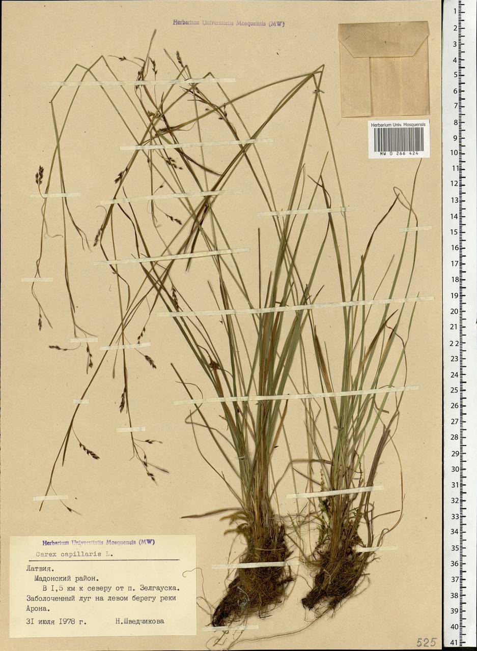 Carex capillaris L., Eastern Europe, Latvia (E2b) (Latvia)