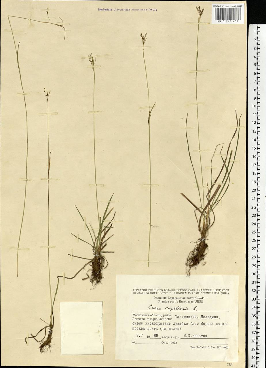 Carex capillaris L., Eastern Europe, Moscow region (E4a) (Russia)